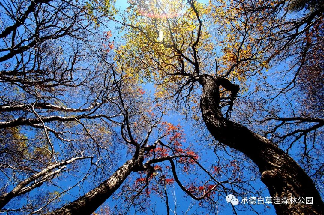 白草洼国家森林公园解说词文案