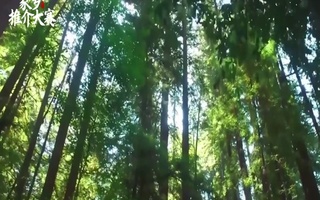 枫香谷温泉度假酒店宣传片配音视频